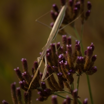 Tenodera australasiae (Purple-winged mantid) at QPRC LGA - 7 Mar 2021 by Speedsta