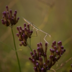 Tenodera australasiae at Queanbeyan East, NSW - 7 Mar 2021