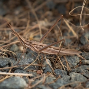 Acrida conica at Queanbeyan East, NSW - 7 Mar 2021 05:05 PM