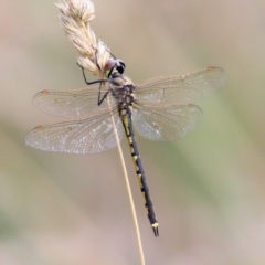 Hemicordulia tau (Tau Emerald) at Felltimber Creek NCR - 8 Mar 2021 by Kyliegw