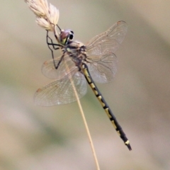 Hemicordulia tau at West Wodonga, VIC - 8 Mar 2021 03:15 PM