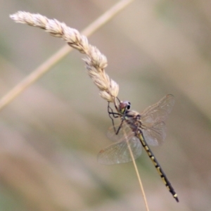 Hemicordulia tau at West Wodonga, VIC - 8 Mar 2021