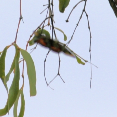 Delias sp. (genus) (A Jezabel butterfly) at West Wodonga, VIC - 8 Mar 2021 by KylieWaldon