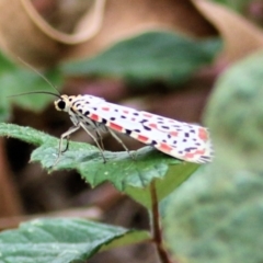 Utetheisa (genus) (A tiger moth) at West Wodonga, VIC - 8 Mar 2021 by KylieWaldon