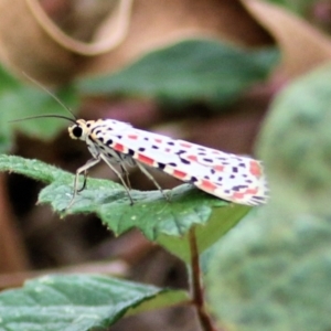 Utetheisa (genus) at West Wodonga, VIC - 8 Mar 2021