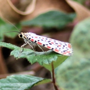 Utetheisa (genus) at West Wodonga, VIC - 8 Mar 2021 02:50 PM