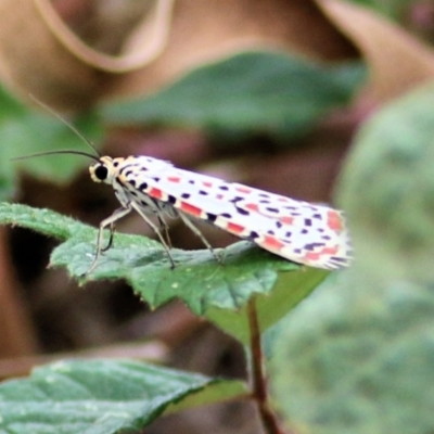 Utetheisa (genus) (A tiger moth) at West Wodonga, VIC - 8 Mar 2021 by Kyliegw