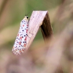 Utetheisa (genus) at West Wodonga, VIC - 8 Mar 2021 02:50 PM