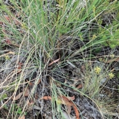 Corunastylis cornuta (Horned Midge Orchid) at Aranda, ACT - 5 Mar 2021 by CathB