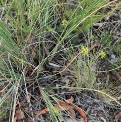 Corunastylis cornuta at Aranda, ACT - suppressed