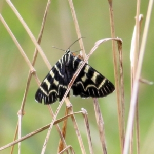 Comocrus behri at Felltimber Creek NCR - 8 Mar 2021 03:18 PM