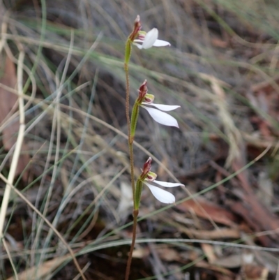 Eriochilus cucullatus (Parson's Bands) at Holt, ACT - 6 Mar 2021 by CathB