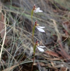 Eriochilus cucullatus (Parson's Bands) at Holt, ACT - 5 Mar 2021 by CathB
