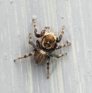 Maratus griseus at Holt, ACT - suppressed