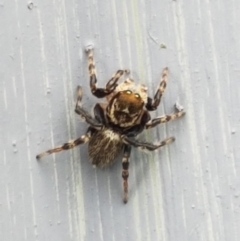 Maratus griseus (Jumping spider) at Holt, ACT - 8 Mar 2021 by tpreston