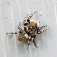 Maratus griseus at Holt, ACT - suppressed