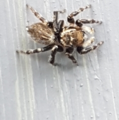 Maratus griseus at Holt, ACT - suppressed