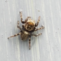 Maratus griseus at Holt, ACT - suppressed