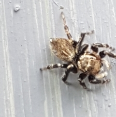 Maratus griseus at Holt, ACT - suppressed