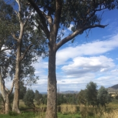 Eucalyptus albens (White Box) at Wodonga - 8 Mar 2021 by Alburyconservationcompany