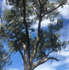 Eucalyptus albens at WREN Reserves - 8 Mar 2021 04:24 PM