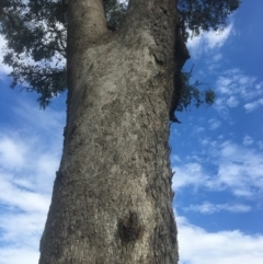 Eucalyptus albens at WREN Reserves - 8 Mar 2021 04:24 PM