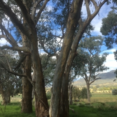 Eucalyptus blakelyi (Blakely's Red Gum) at Wodonga - 8 Mar 2021 by Alburyconservationcompany