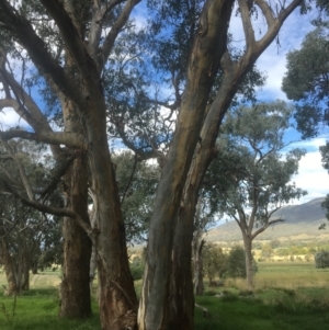 Eucalyptus blakelyi at Leneva, VIC - 8 Mar 2021