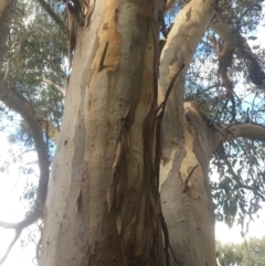 Eucalyptus blakelyi at Leneva, VIC - 8 Mar 2021 04:21 PM