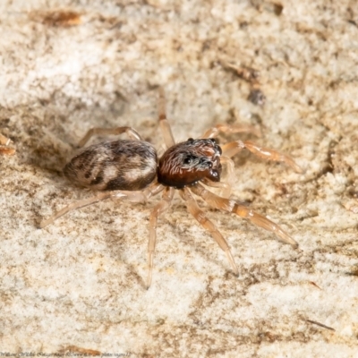 Arasia mollicoma (Flat-white Jumping Spider) at Black Mountain - 7 Mar 2021 by Roger