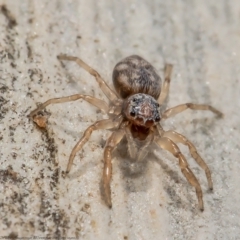 Arasia mollicoma at Bruce, ACT - 8 Mar 2021 10:20 AM