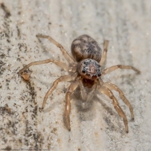 Arasia mollicoma at Bruce, ACT - 8 Mar 2021 10:20 AM