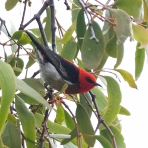 Myzomela sanguinolenta at Tennent, ACT - 8 Mar 2021 08:30 AM