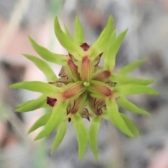 Corunastylis cornuta (Horned Midge Orchid) at Mount Painter - 26 Feb 2021 by CathB