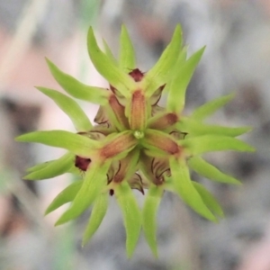 Corunastylis cornuta at Holt, ACT - suppressed