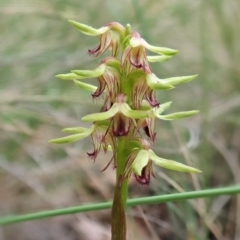 Corunastylis cornuta at Holt, ACT - suppressed