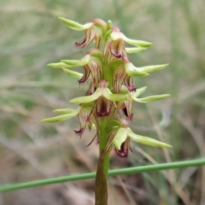 Corunastylis cornuta at Holt, ACT - 27 Feb 2021