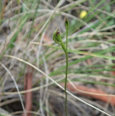 Speculantha rubescens (Blushing Tiny Greenhood) at Cook, ACT - 26 Feb 2021 by CathB
