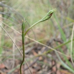 Speculantha rubescens at Cook, ACT - 27 Feb 2021