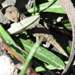 Rankinia diemensis (Mountain Dragon) at Morton National Park - 6 Mar 2021 by Sarah2019