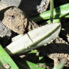 Rankinia diemensis at Bundanoon - 6 Mar 2021