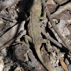 Rankinia diemensis at Bundanoon - 6 Mar 2021