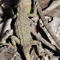 Rankinia diemensis at Bundanoon - suppressed