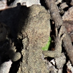 Rankinia diemensis at Bundanoon - 6 Mar 2021