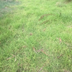 Cenchrus clandestinus (Kikuyu Grass) at Leneva, VIC - 8 Mar 2021 by Alburyconservationcompany