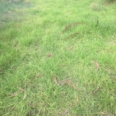 Cenchrus clandestinus (Kikuyu Grass) at WREN Reserves - 8 Mar 2021 by Alburyconservationcompany
