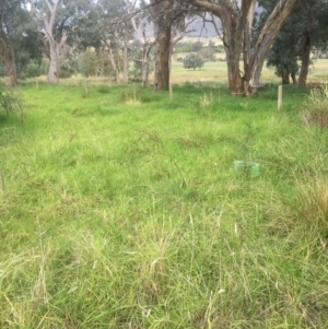 Cenchrus clandestinus at Wodonga - 8 Mar 2021