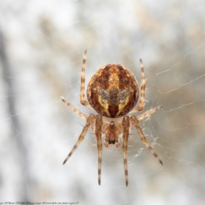 Unidentified Spider (Araneae) at Black Mountain - 7 Mar 2021 by Roger