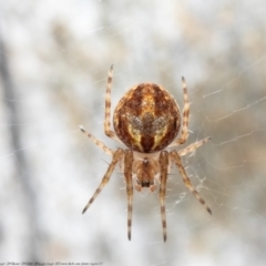 Unidentified Orb-weaving spider (several families) (TBC) at Bruce, ACT - 7 Mar 2021 by Roger