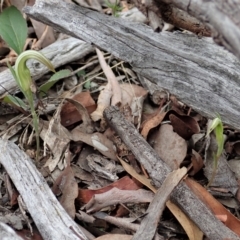 Diplodium truncatum (Little Dumpies, Brittle Greenhood) at Cook, ACT - 26 Feb 2021 by CathB